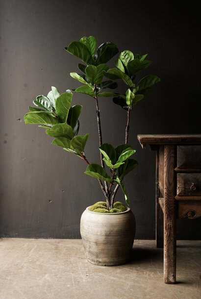 Künstlicher Ficus 150cm (Tabakpflanze)