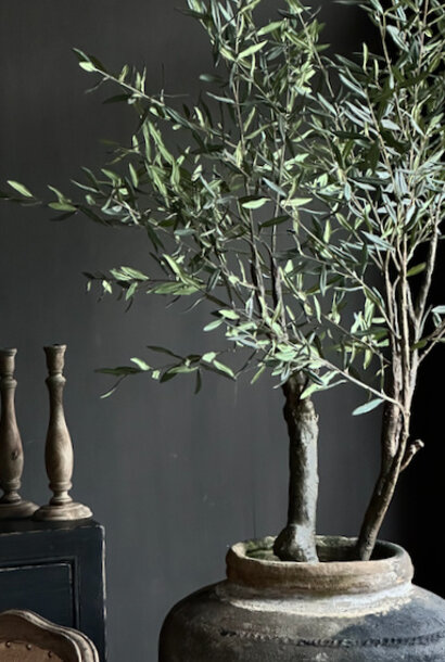 Olive tree