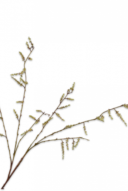 WILLOW BRANCH GREEN 127 cm