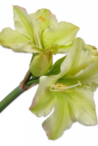 AMARYLLIS STAHL GRN LT 76 cm