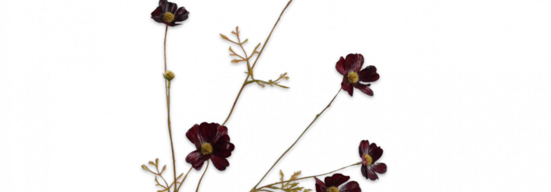 COSMOS TAK BORDEAUX RT 77 cm