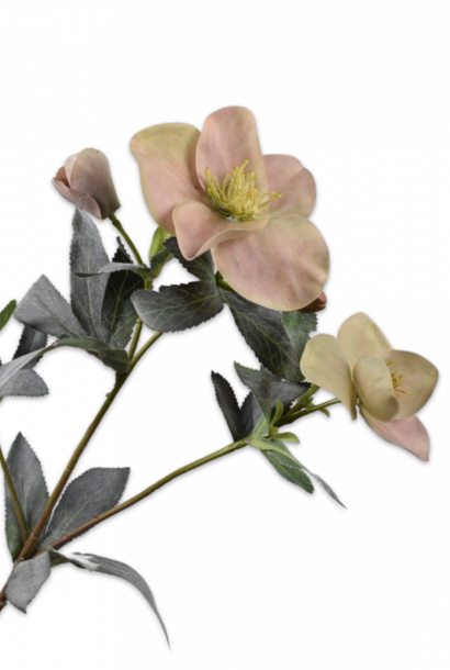HELLEBORUS-ZWEIG ROSA 64 cm