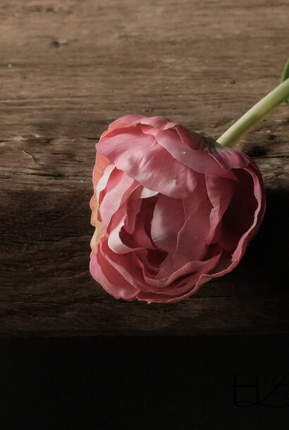 TULPE STAHL ROSA/CR 66 cm