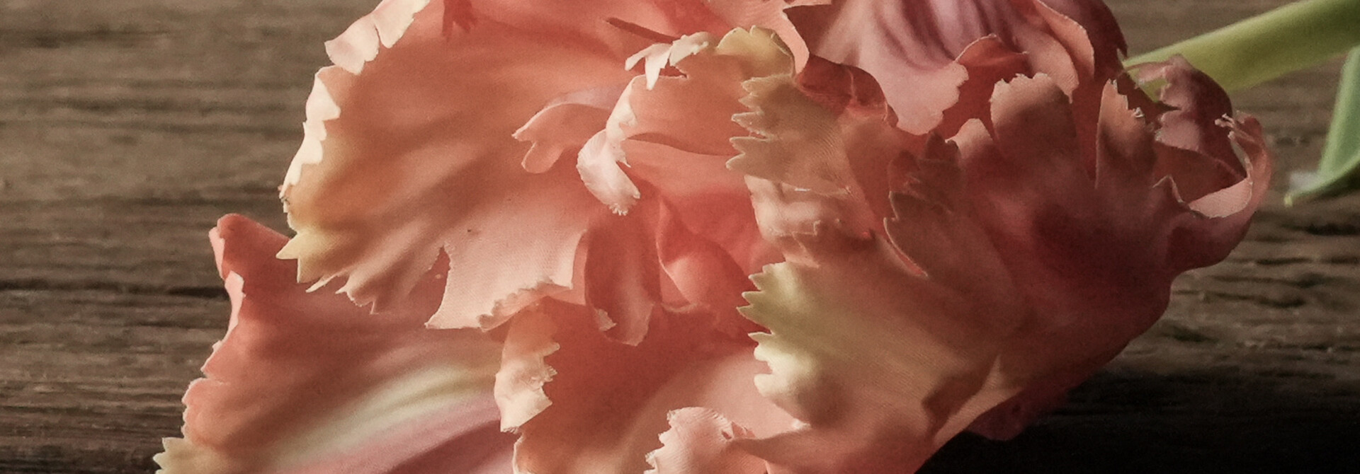 TULIP STEM PEACH RT 71 cm Real touch