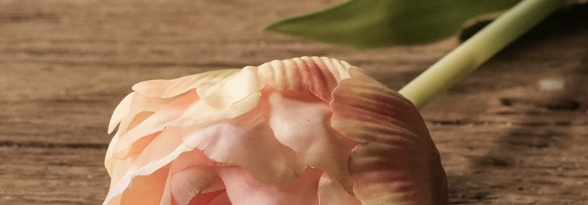 TULIP STEM PZK/GRN 66 cm