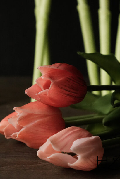 Vermeer & Ruysdael Tulips Salmon combo