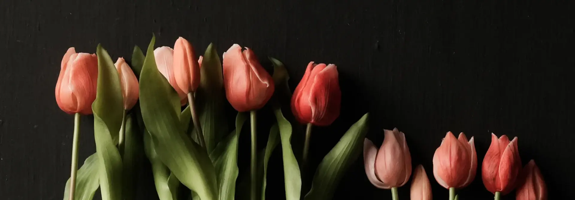 Bunch of Tulips Lachsmischung – Ruisdael / Sally