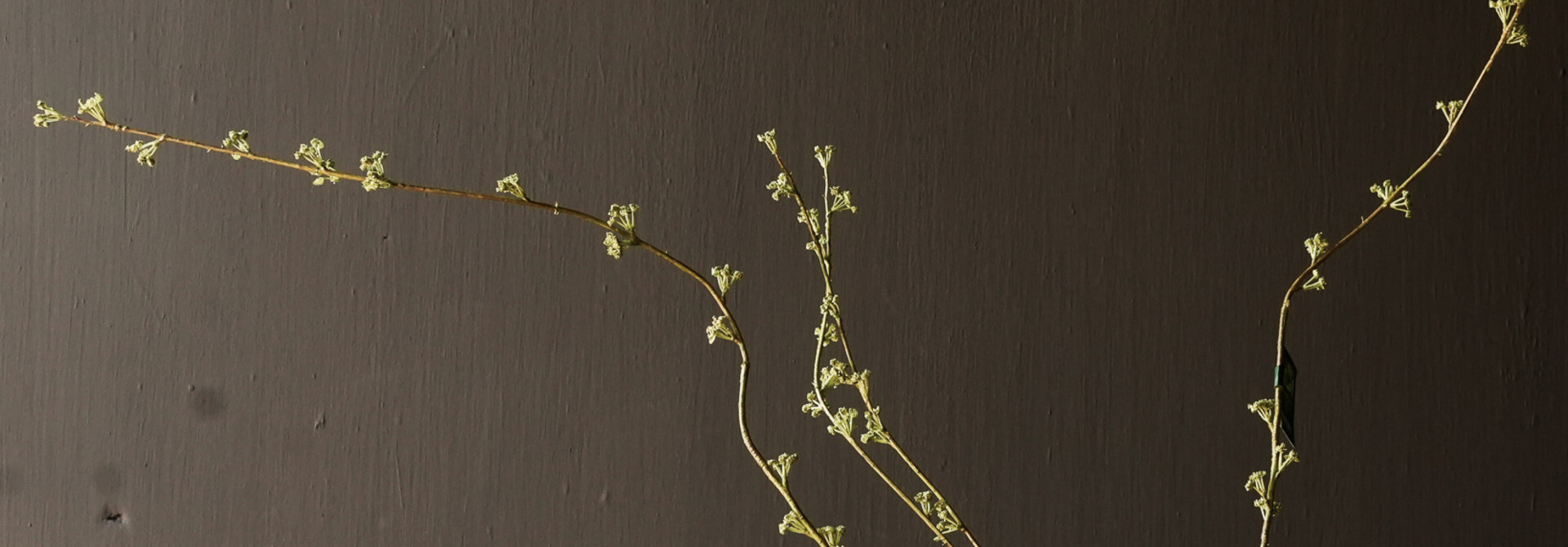 SPIREA TAK GROEN 121 cm