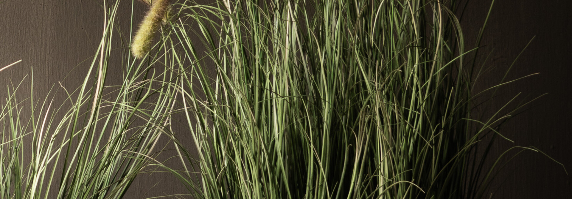 kunstgras Phalaris Rietgras met pluimen