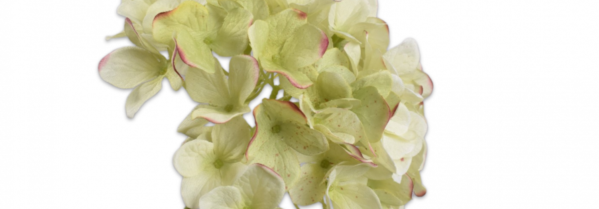 HORTENSIA STEEL GRN/BOR 48 cm