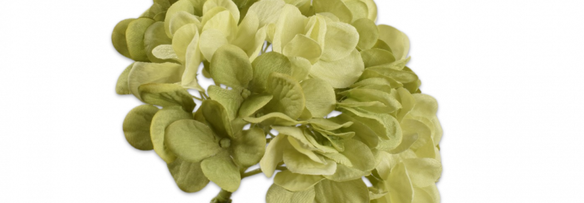 HORTENSIA STEEL GRN LT 48 cm