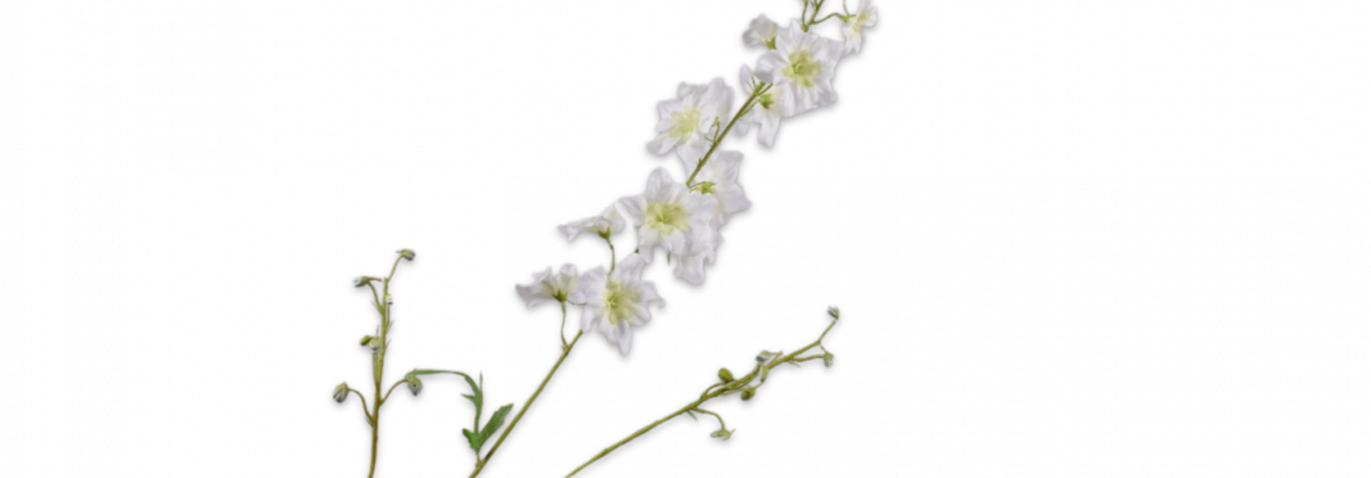 DELPHINIUM TAK CREME RT 101 cm
