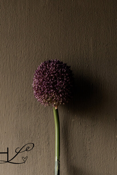 Allium ‘Steel’ – paars | 100 cm | kunstbloem
