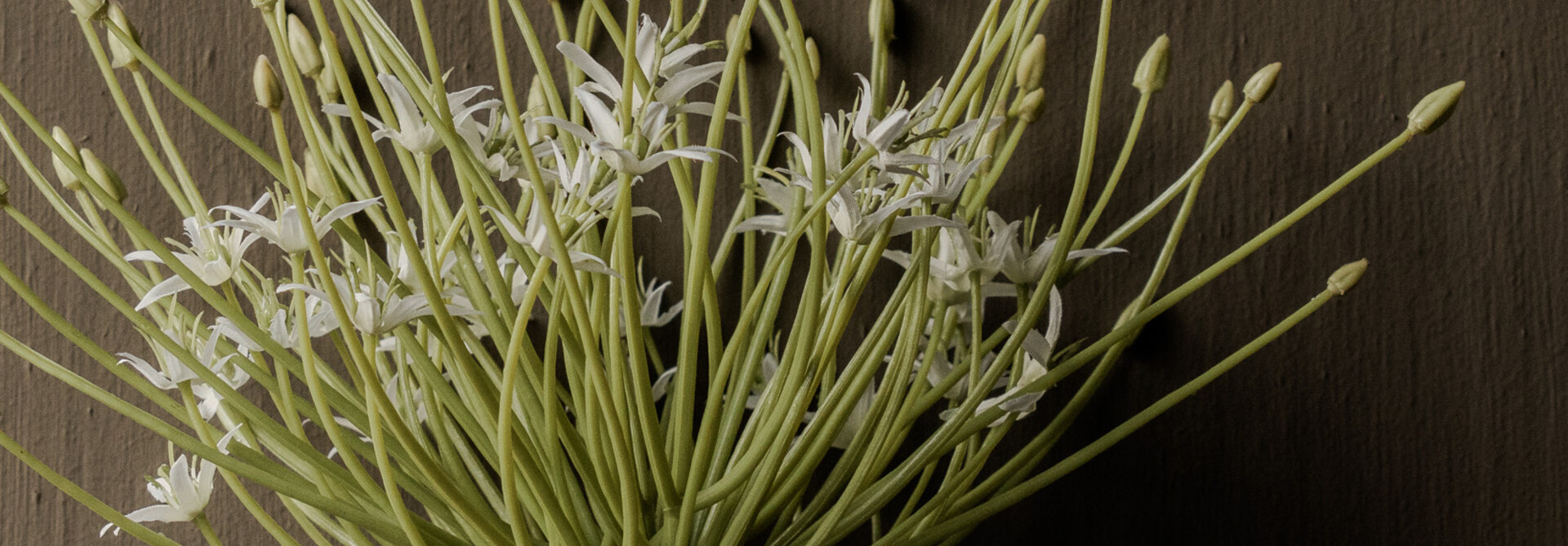 ALLIUM STEEL WIT 53 cm