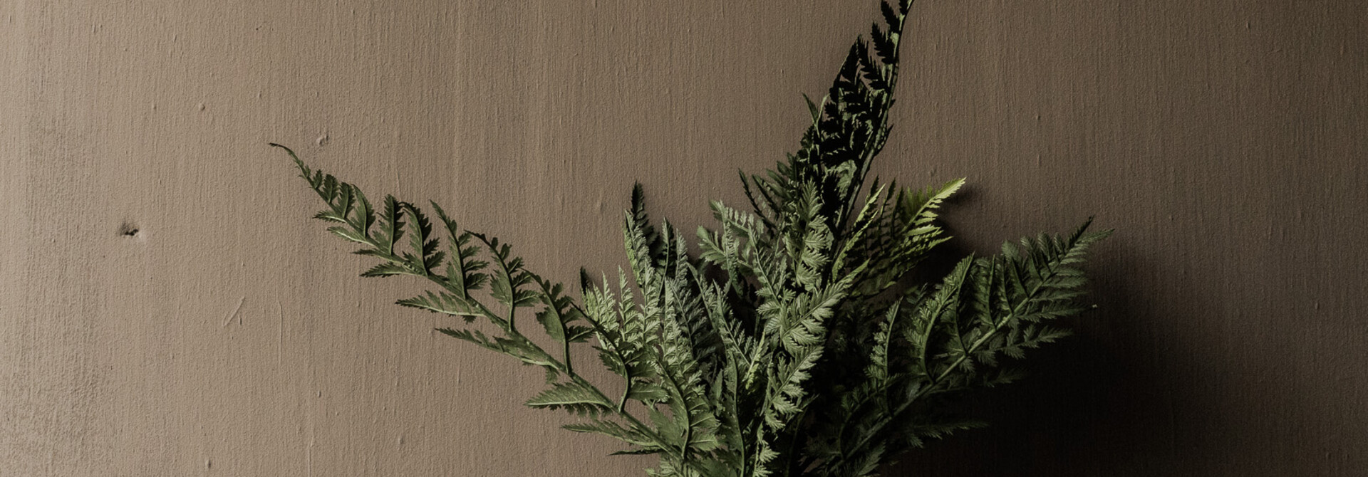 VAREN BUSH GROEN 45 cm