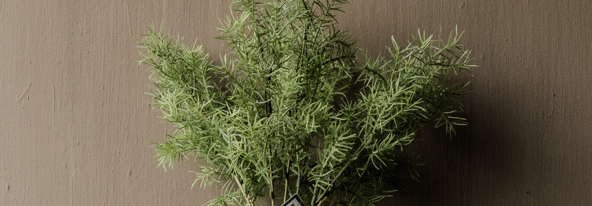 Spargelzweig grün 38 cm