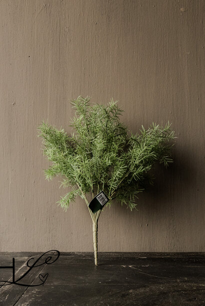 ASPARAGUS TAK GROEN 38 cm