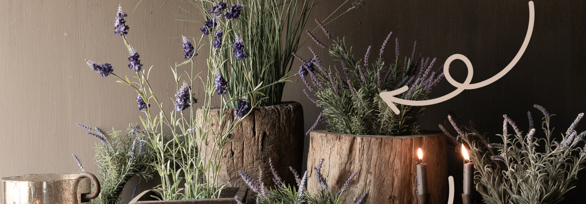 Lavendel in in pot
