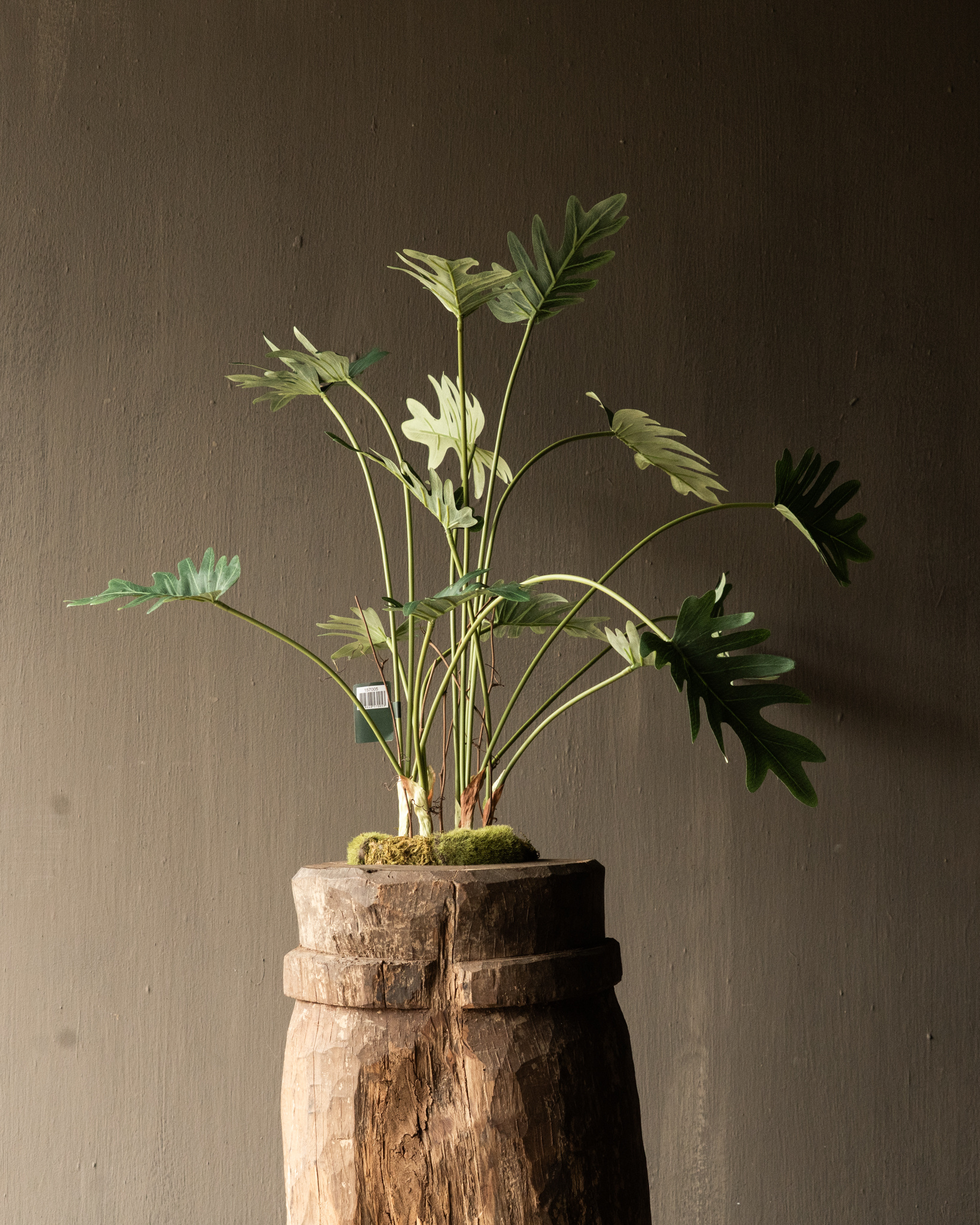 PHILODENDRON GREEN 56 cm Item no. 157005-2