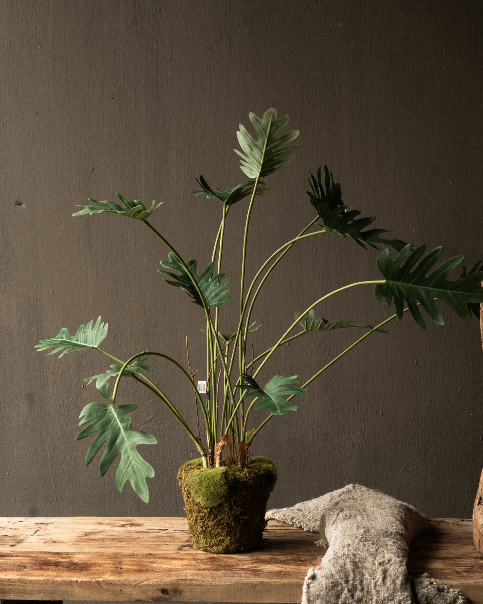 PHILODENDRON GREEN 56 cm Item no. 157005-4