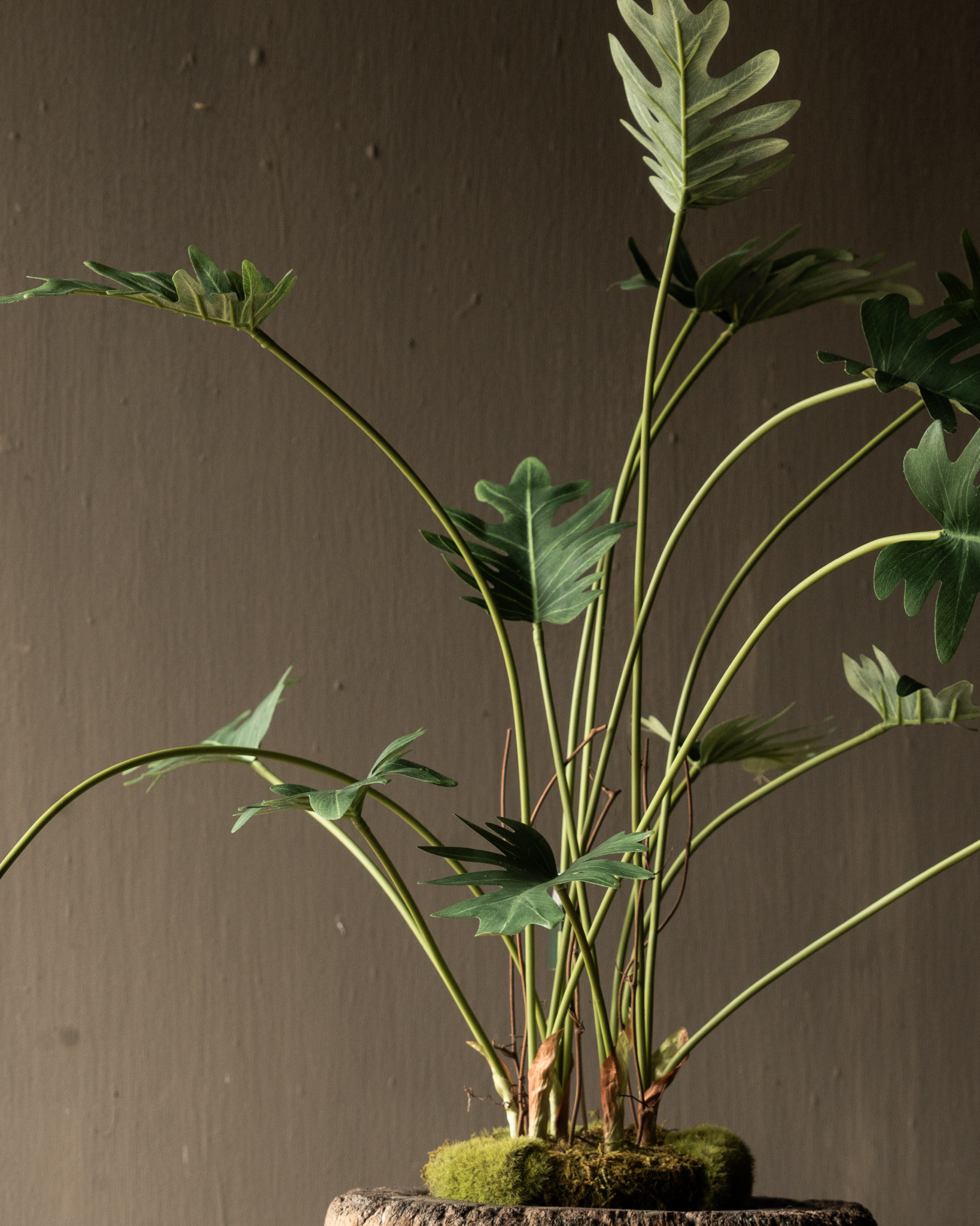 PHILODENDRON GREEN 56 cm Item no. 157005-5