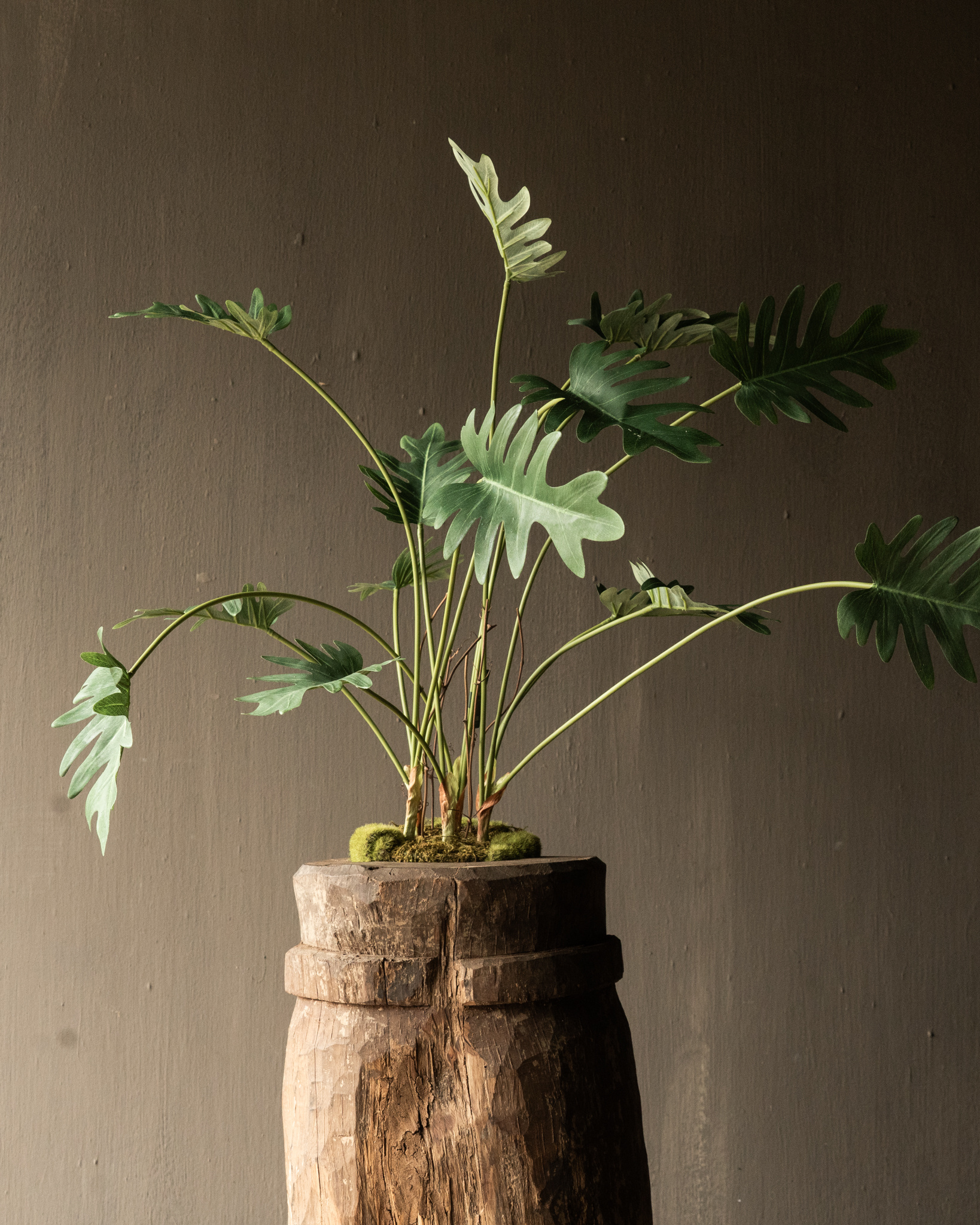 PHILODENDRON GREEN 56 cm Item no. 157005-6