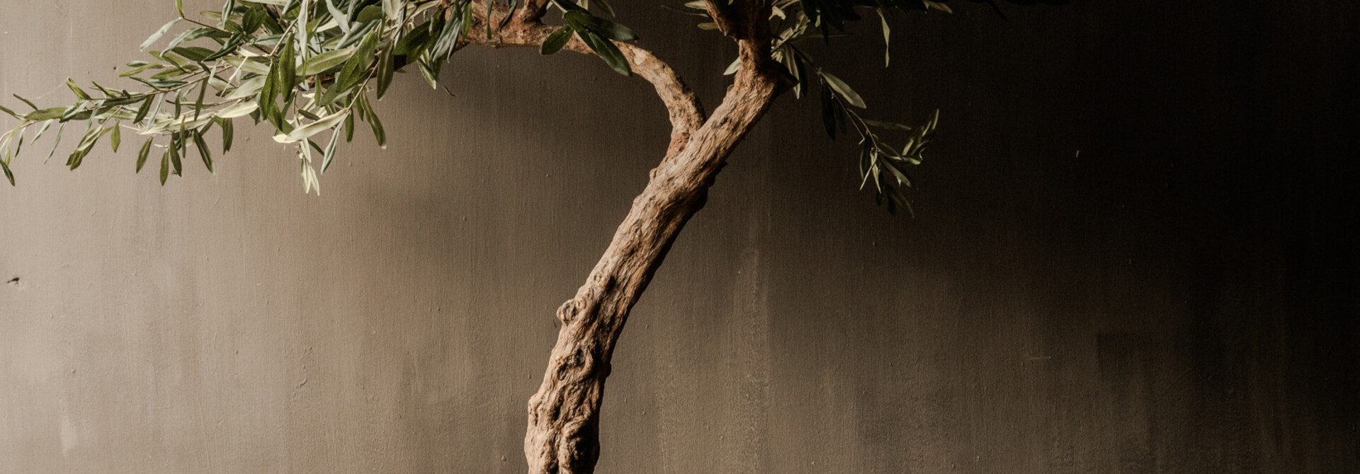 Wunderschöner künstlicher Olivenbaum mit echtem Stamm