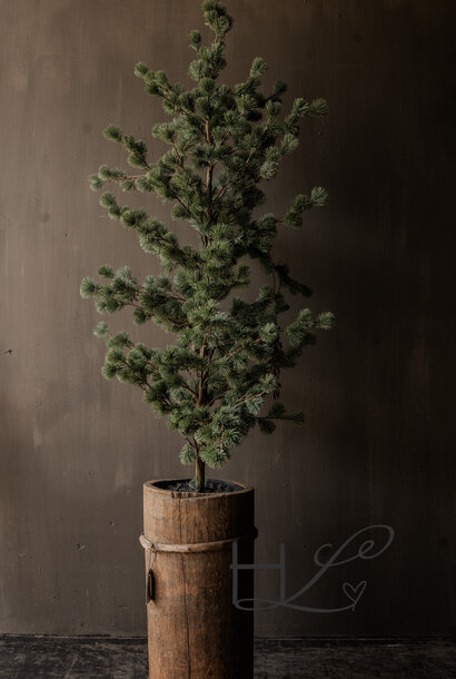 prachtig Larix boompje