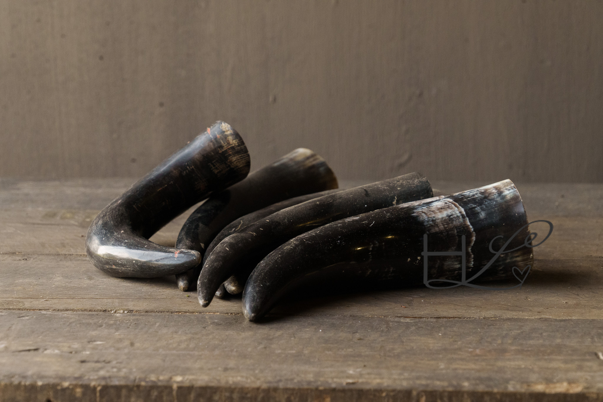 Koe hoorn gepolijst-2