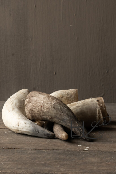 Koe hoorn  naturel