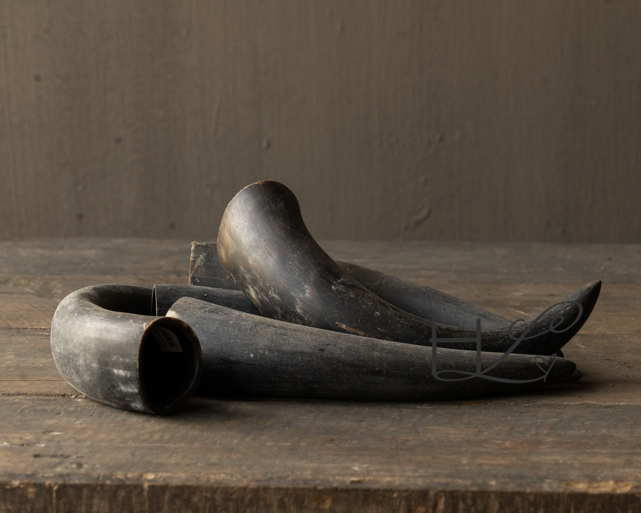 waterbuffel hoorns-2