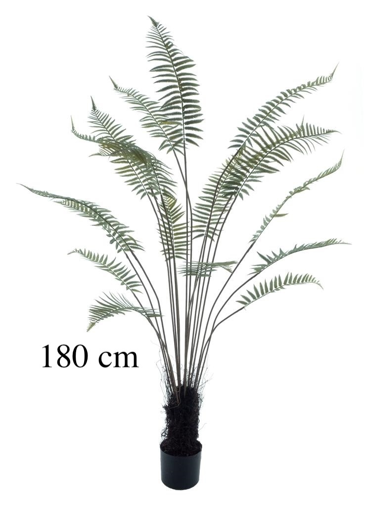 Farnpflanze im Topf-7