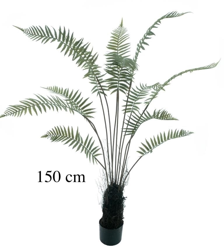 Farnpflanze im Topf-6