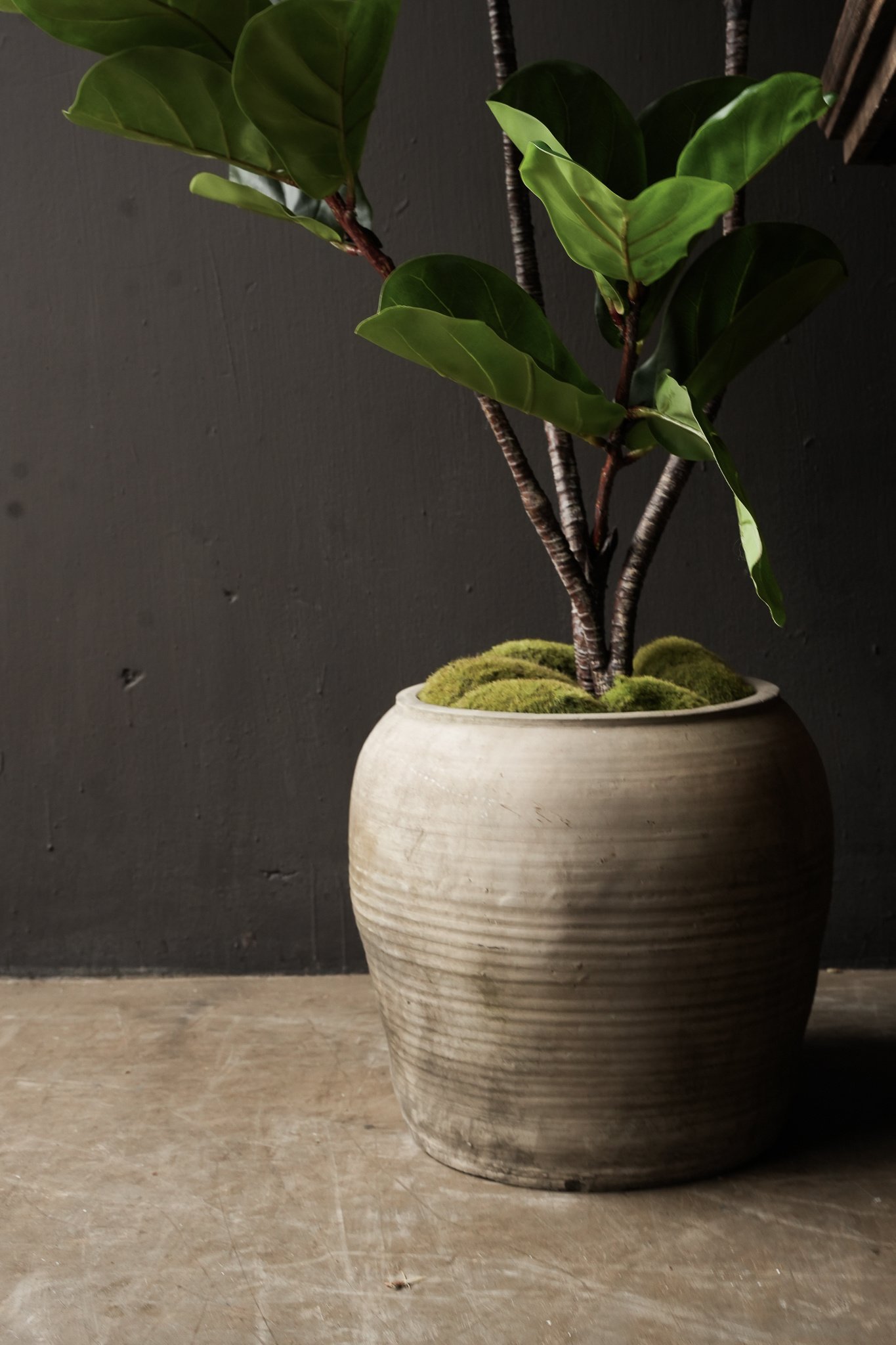 kunst ficus (tabaksplant) van Silk-ka-2