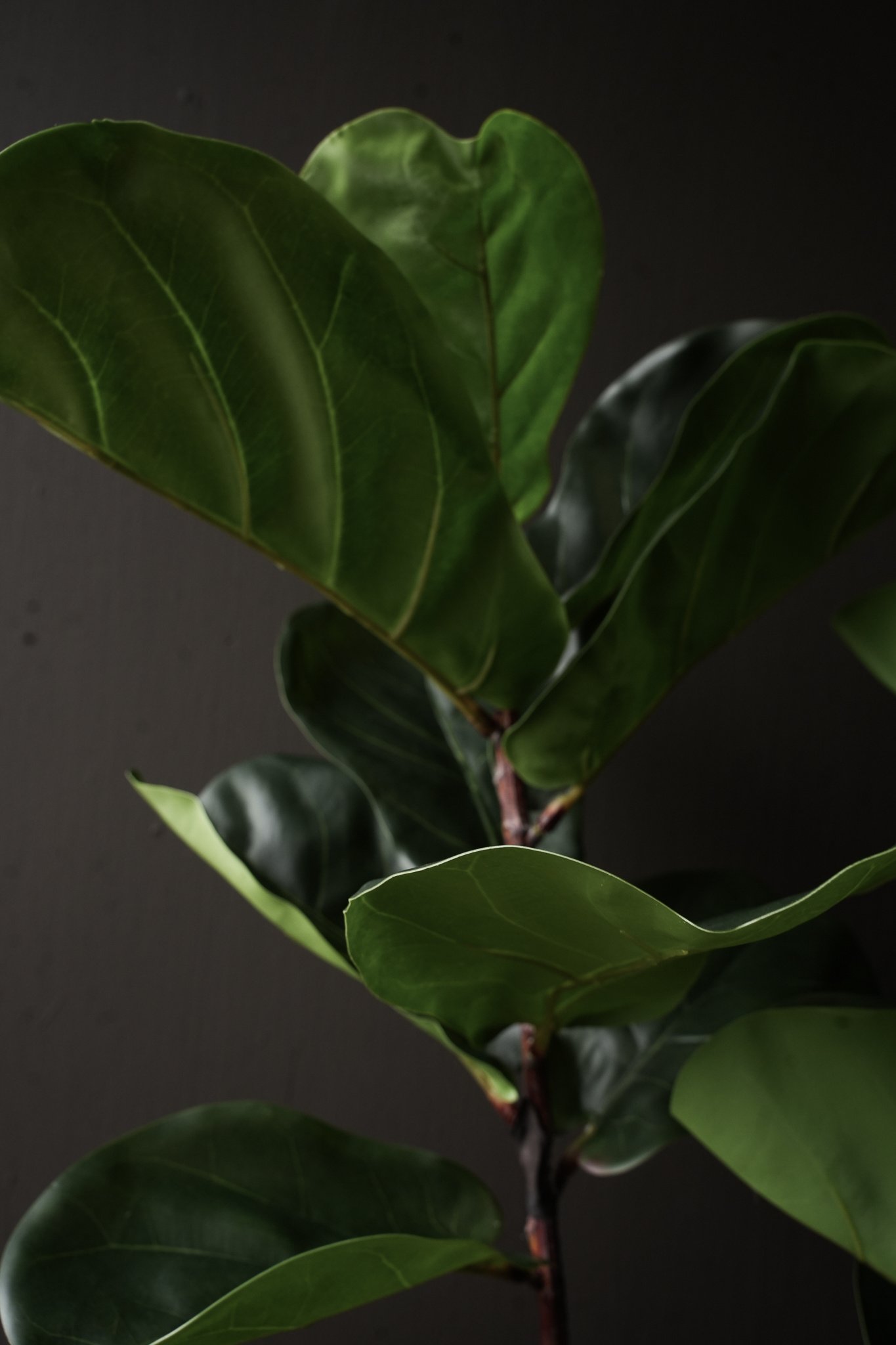 kunst ficus (tabaksplant) van Silk-ka-3