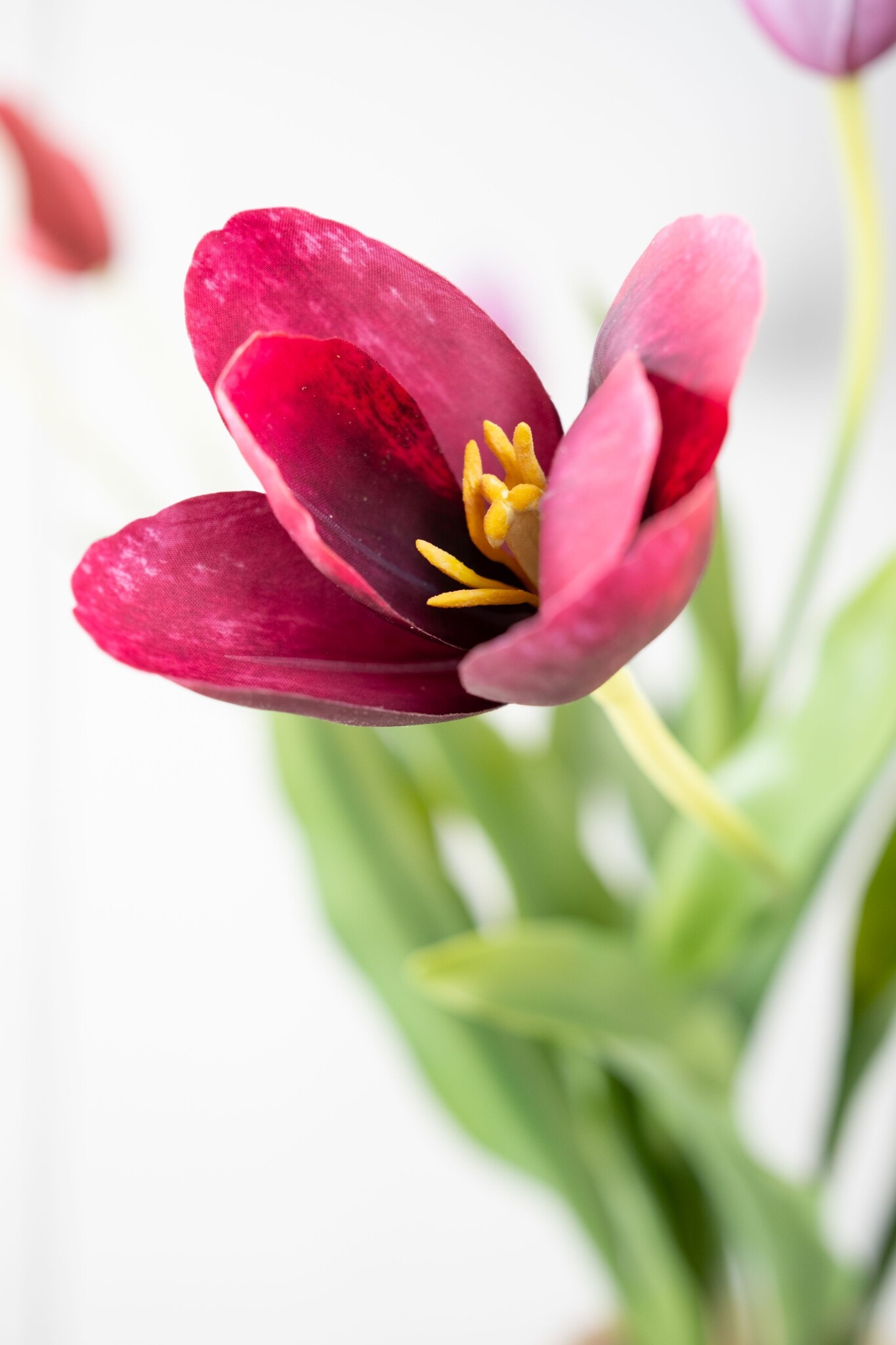 TULIP STEEL BORDEAUX RT 82 cm-6