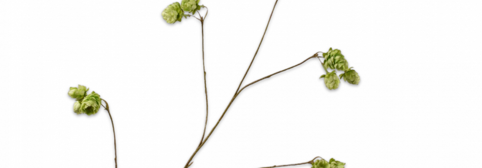 Hopfenzweig Grün 108 cm