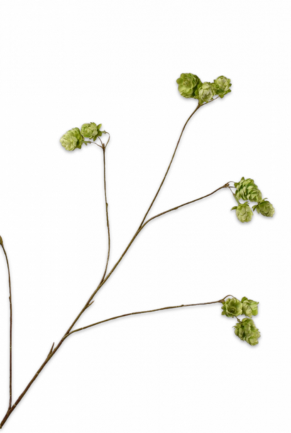 HOP TAK GROEN 108 cm