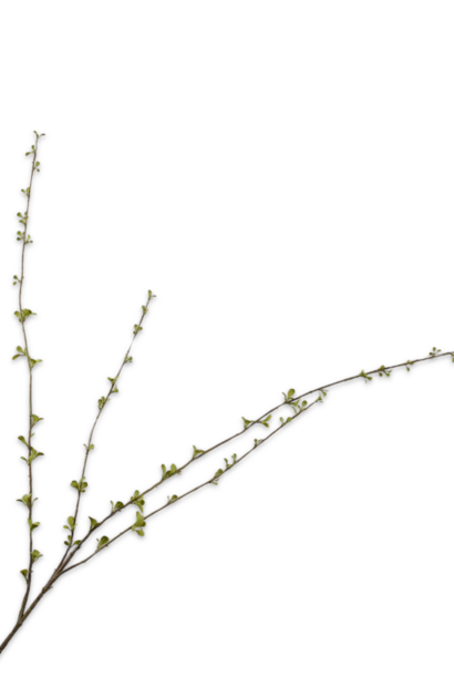 AMELANCHIER TAK GROEN 119 cm