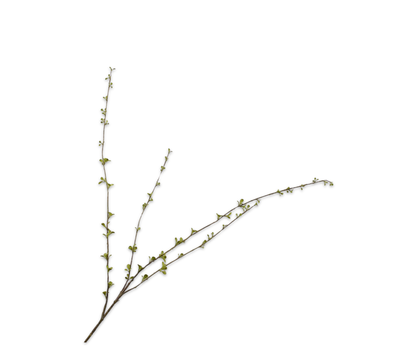 AMELANCHIER-ZWEIG GRÜN 119 cm-1