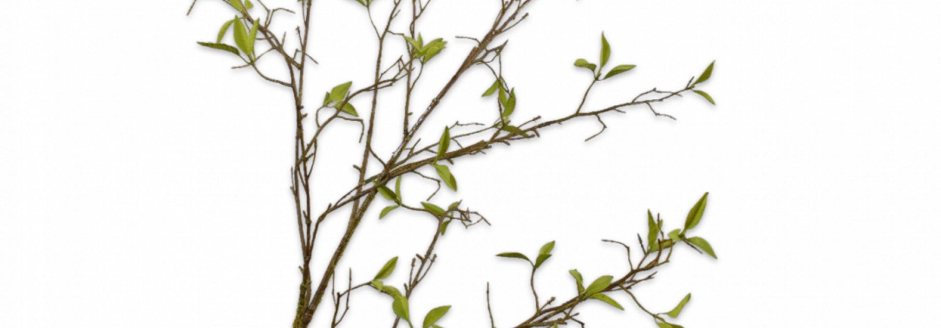 WEIDENBRANCH GRÜN 107 cm