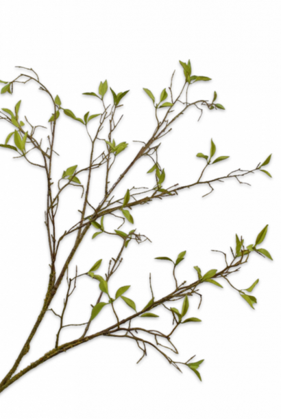 WEIDENBRANCH GRÜN 107 cm