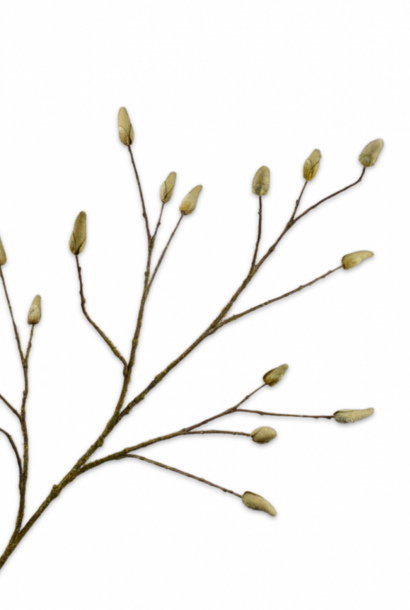 MAGNOLIA TAK BRUIN 122 cm