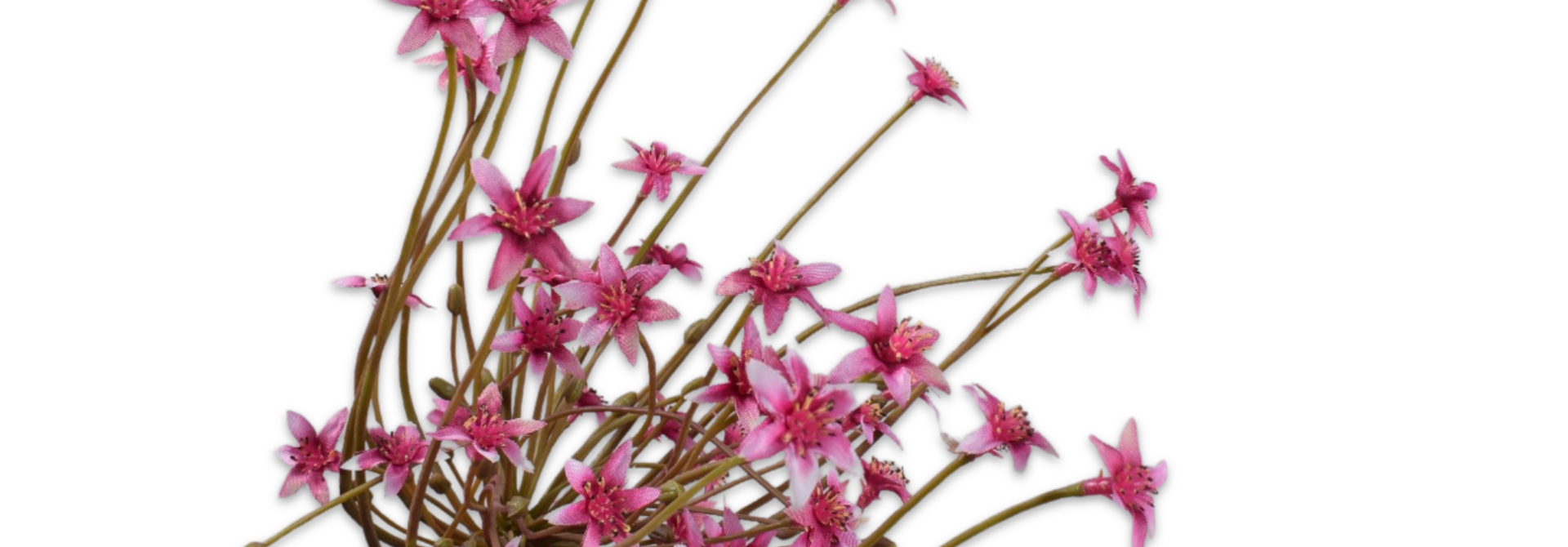 ORNITHOGALUM STEEL BEAUTY 84 cm