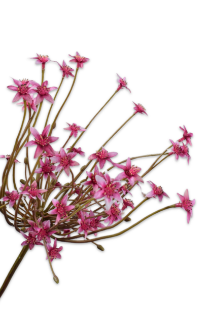 ORNITHOGALUM STEEL BEAUTY 84 cm