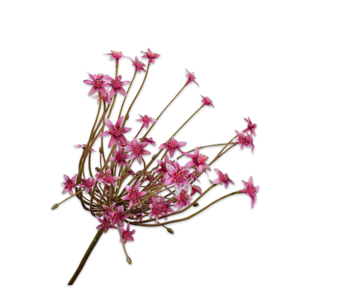 ORNITHOGALUM STEEL BEAUTY 84 cm-1