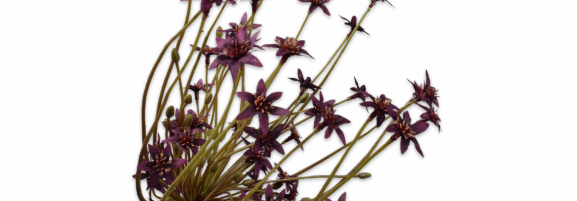 ORNITHOGALUM STEEL BORDEAUX 84 cm