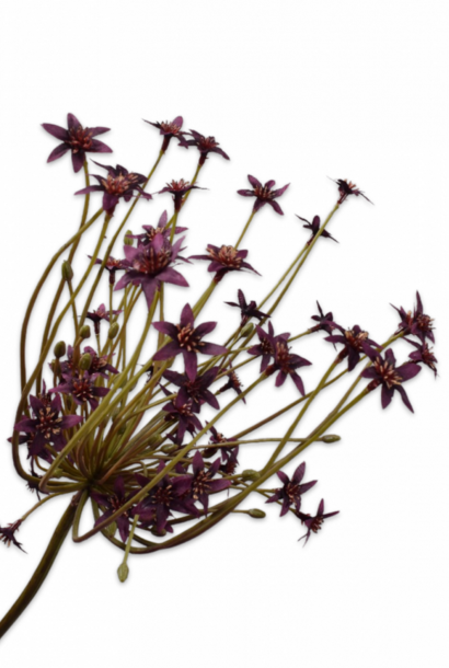 ORNITHOGALUM STEEL BORDEAUX 84 cm