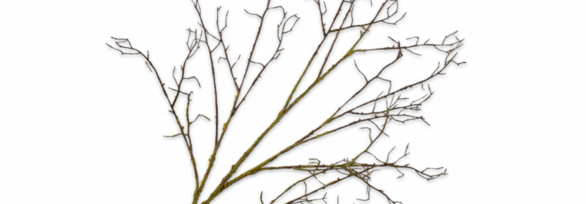 Holzzweig Braun/Grün 134 cm