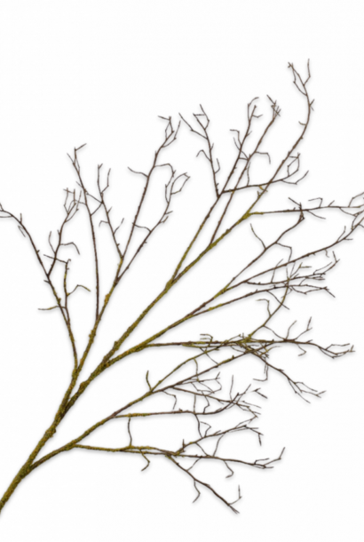 Holzzweig Braun/Grün 134 cm